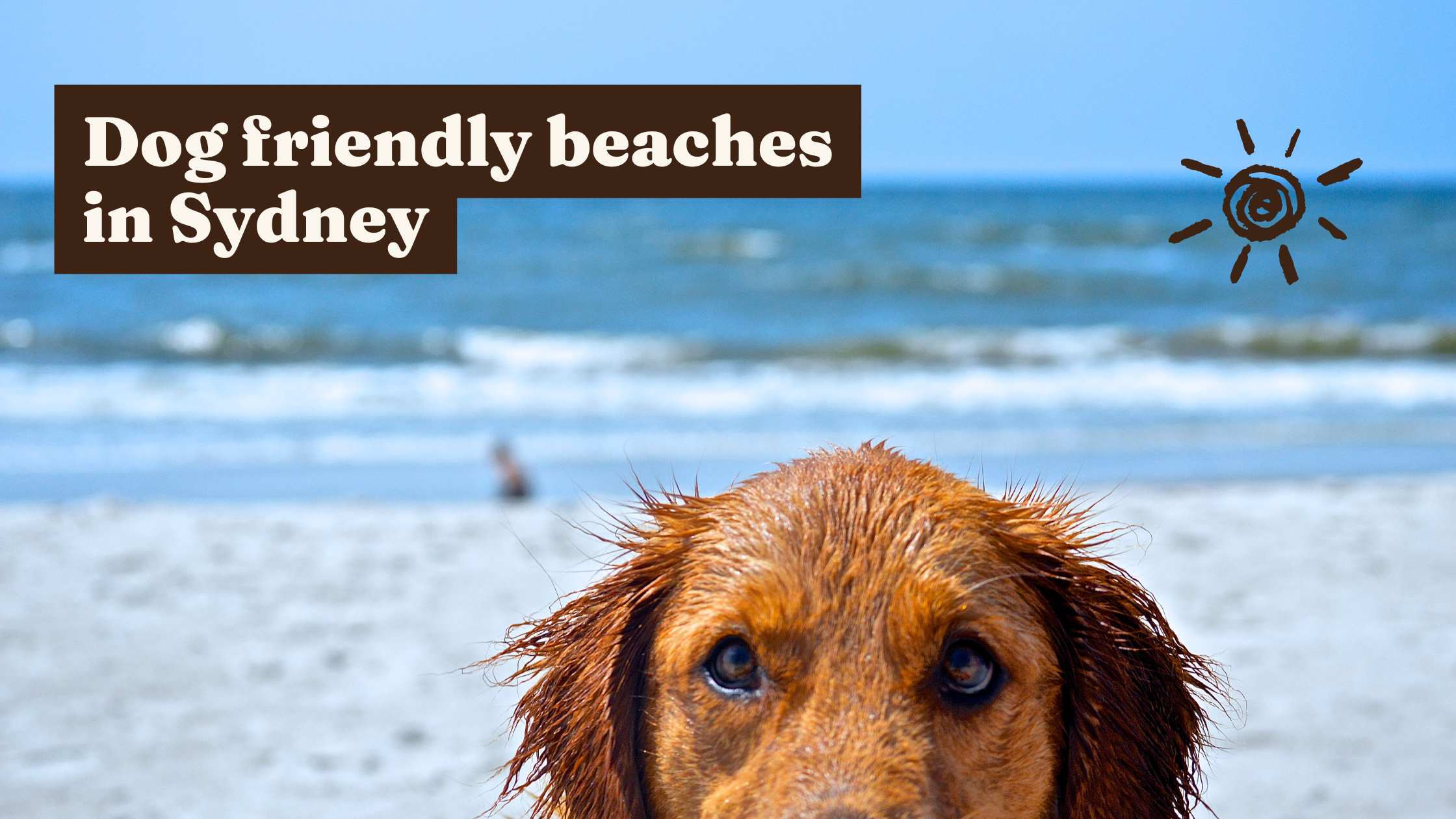 Dog-friendly beaches in Sydney: where to go, when, and what the rules actually are