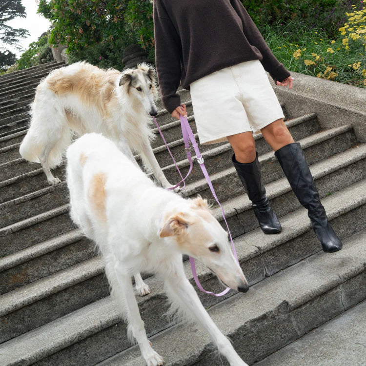 All Walkies - Leads, Collars & Harnesses