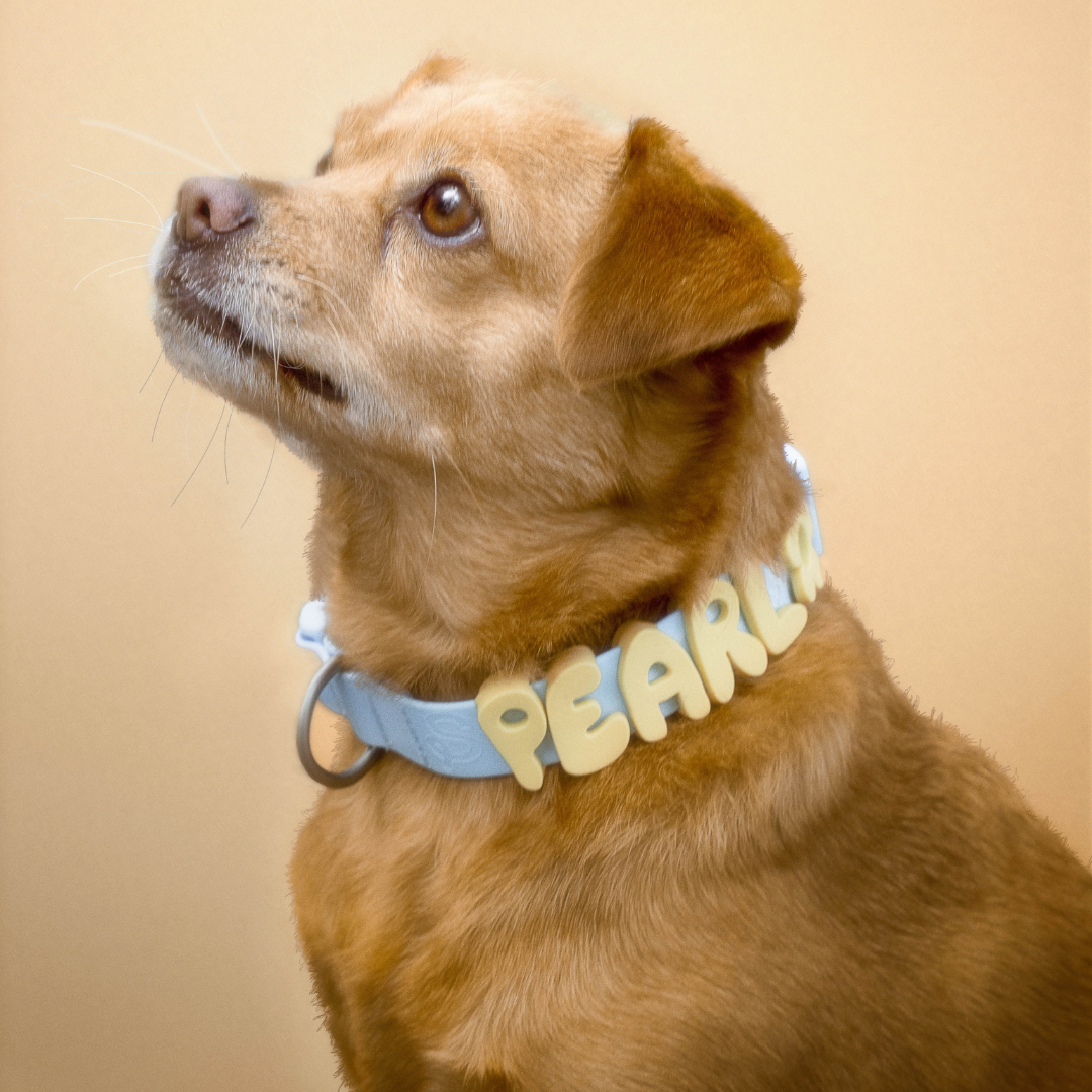 Customisable Waterproof Dog Collar in Sky Blue