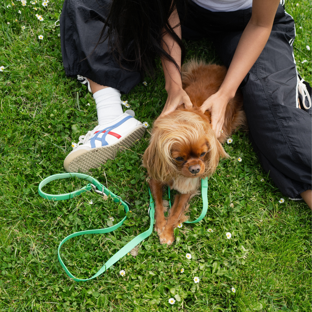 Premium Waterproof Leash in Green