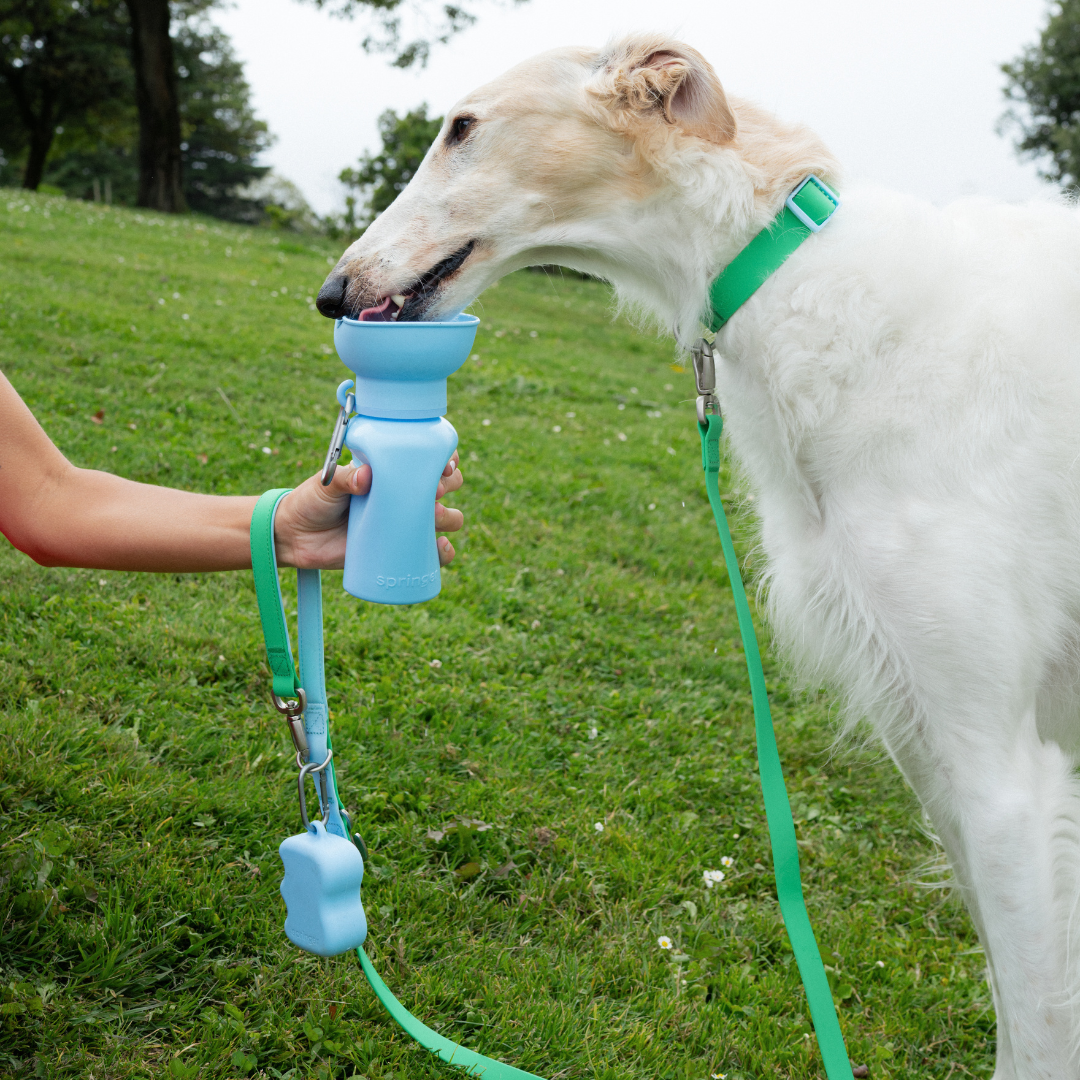 Premium Waterproof Leash in Green