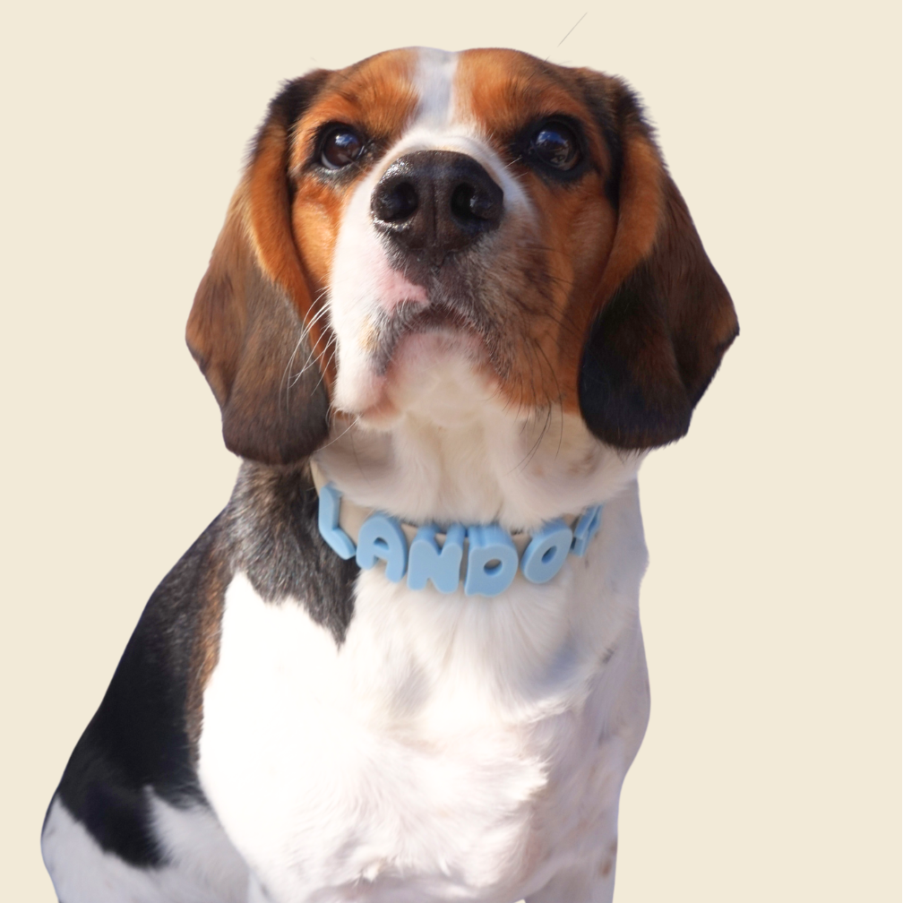 Personalised Collar & Lead Bubble Letter Charms