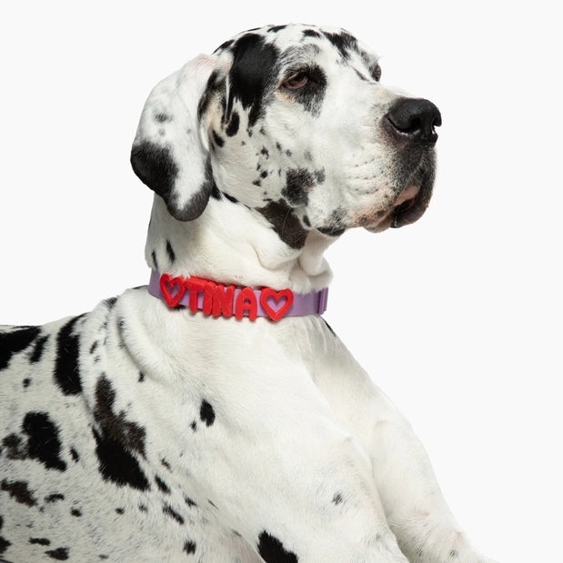 Personalised Collar & Lead Bubble Letter Charms