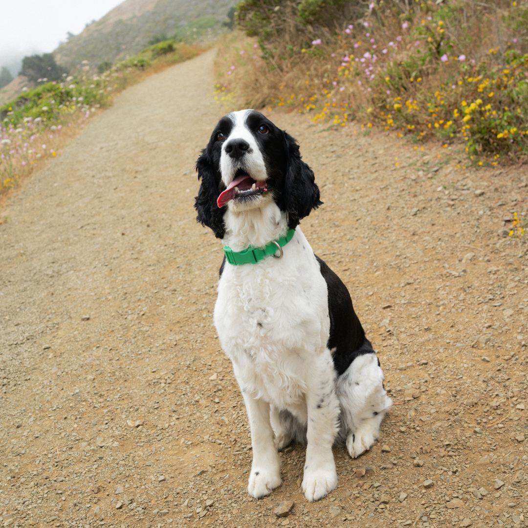 Customisable Waterproof Dog Collar in Green