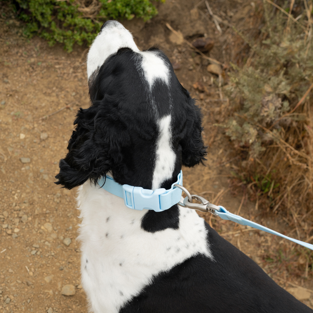 Customisable Waterproof Dog Collar in Sky Blue